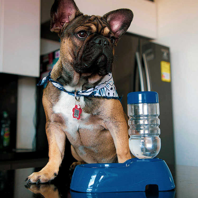 dispensador agua perro