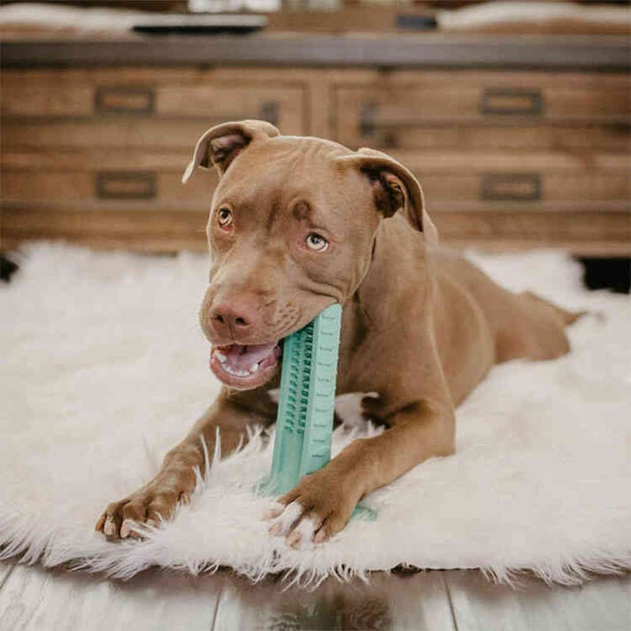 Cepillo Dental Canino Woof Toothbrush