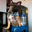 Bebedero Dispensador de Agua Automático para Mascotas