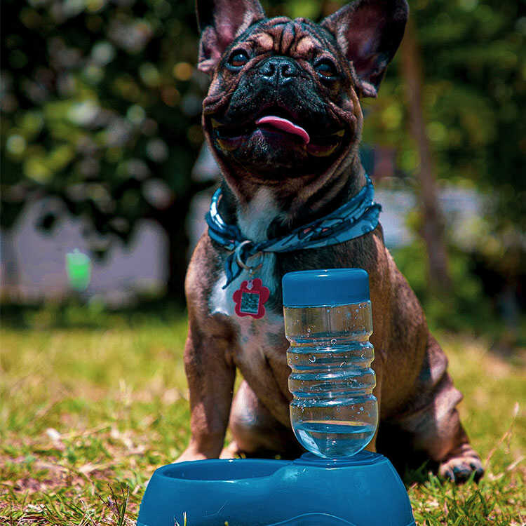 Bebedero Dispensador de Agua Automático para Mascotas
