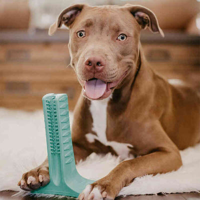 Cepillo dental canino woof toothbrush