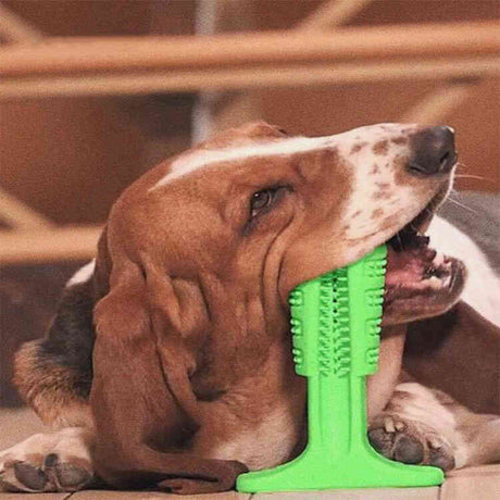 Cepillo dental canino woof toothbrush